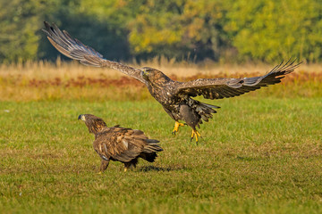 Eagle sea attack (Haliaeetus albicilla) 