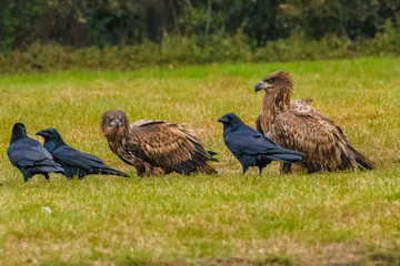 Eagle sea attack (Haliaeetus albicilla) 