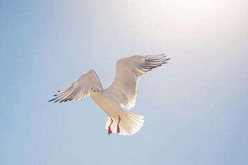 Seagull on blue sky background in sunlight
