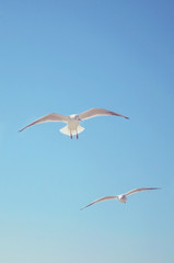 Seagulls soar in the clear blue sky on a sunny day