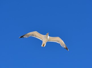 European herring gull