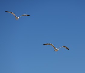 European herring gull