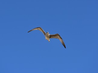 European herring gull