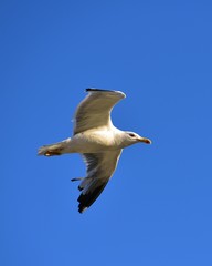 European herring gull