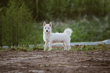 Fototapeta premium Little dog standing in park