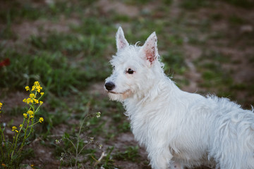 Portrait of little white dog