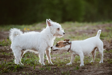 Obraz premium Two little dogs sniffing each other outside