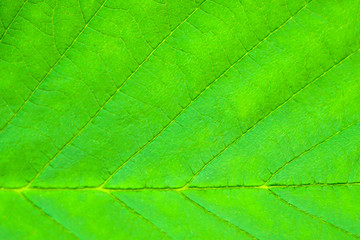 Fototapeta na wymiar Background green lea, ecology and protection of nature. The texture of the leaf of a plant close.