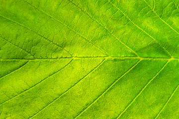 Naklejka na ściany i meble Background green leaf macro, ecology and protection of nature. The texture of the leaf of a plant close.
