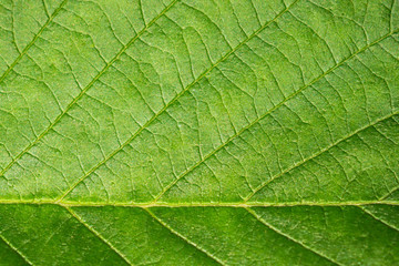 Fototapeta na wymiar Background green leaf macro. Ecology and protection of nature. The texture of the leaf of a plant close.