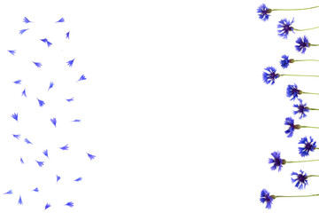 Blue cornflowers frame on white background