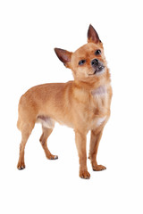 Funny dog isolated on a white background