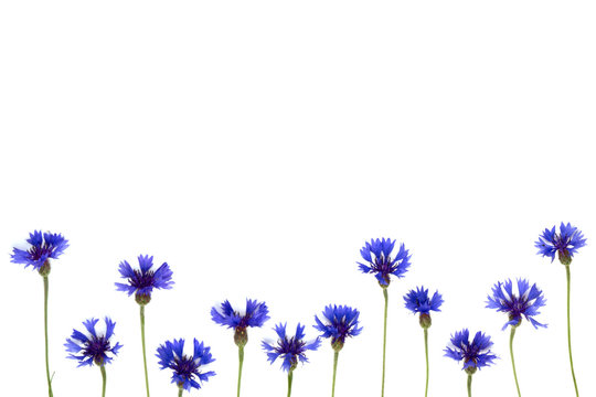 Blue cornflowers frame on white background