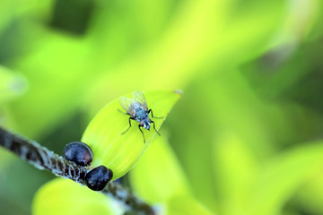 Fly on a leaf against a green background.