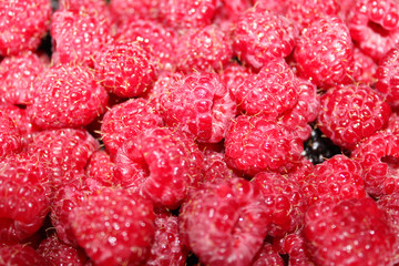 red berries of raspberry