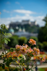 Blick auf Salzburgs Festung vom Mirabellplatz aus 