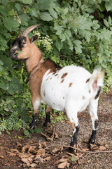 Ziege