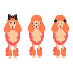 Three poodle dogs vector illustration. Coral red puppies with girly bows and glasses.