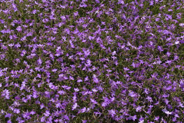Fototapeta premium Purple flowers filling frame