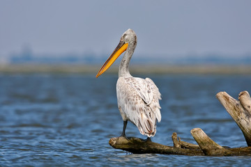 Dalmatin pelican in breeding plumage.