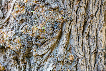 The textured surface of the multi-year bark of deciduous tree in the forest
