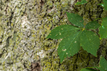 Green Leaves on Tree
