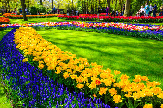 Blooming flowers in Keukenhof park in Netherlands, Europe.