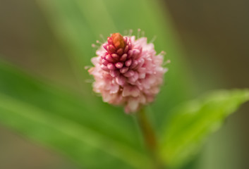 Blüte & Blätter