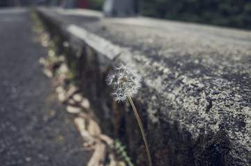 Dandelion flower at the border of the road in Kyoto