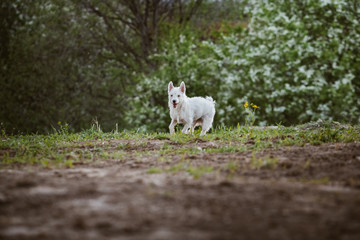 Fototapeta na wymiar Little dog running in park