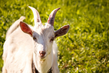 horned white goat on a background