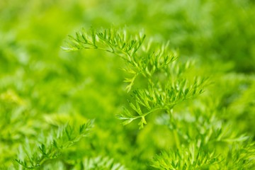 Carrot growing in garden