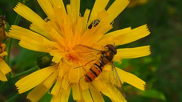 Wasp eat nectar on the flowers. The life of winged insects in the summer. Wildlife up close.