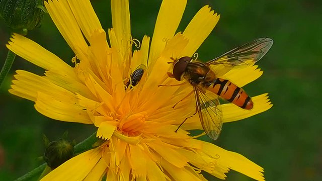 Wasp eat nectaron flower - macro. The life of winged insects in the summer. Wildlife up close.