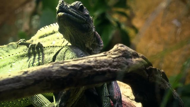 Philippine sailfin lizard, crested (Hydrosaurus pustulatus) 