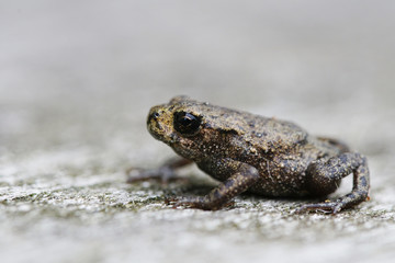 Babykröte