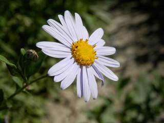 マーガレットの花部分拡大図(三重県)