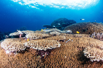 Hard coral reef in Raja Ampat