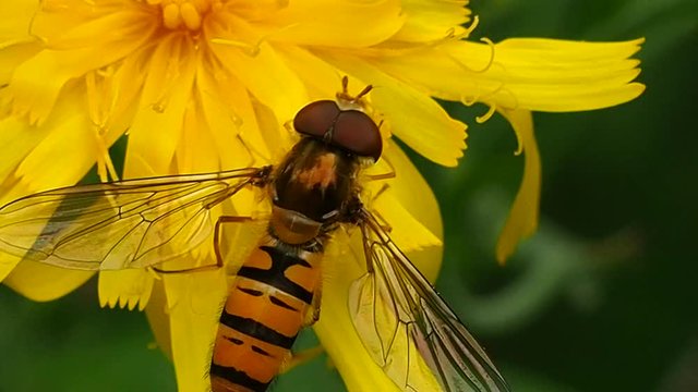 Wasp eat nectar and pollinate flowers - macro. The life of winged insects in the summer. Wildlife up close.