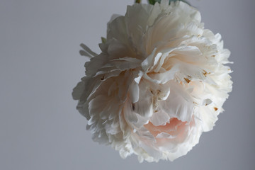 White peony © Виктория Шпаковская