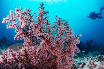 Fototapeta na wymiar Red soft coral