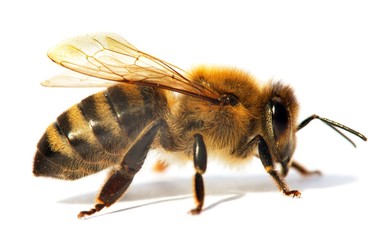 detail of bee or honeybee in Latin Apis Mellifera - obrazy, fototapety, plakaty