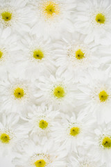 Floral pattern made of white chamomile daisy flowers. Flat lay, top view. Floral background. Pattern of flower buds.