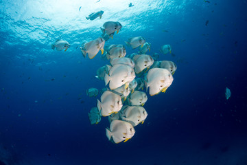 batfish under clear water