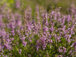 close up blooming pink heath briar in sun light with blurry background
