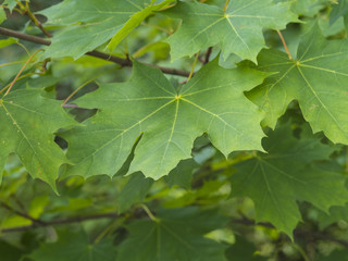 close up green maple tree leaves natural background