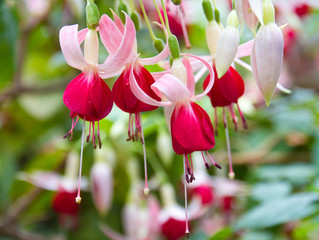 Fuchsien