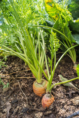 Obraz premium Karotte