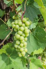 Trauben