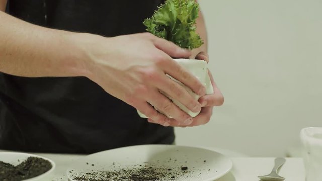 Man transplants green cactus and presses ground with his fingers in cute ceramic pot